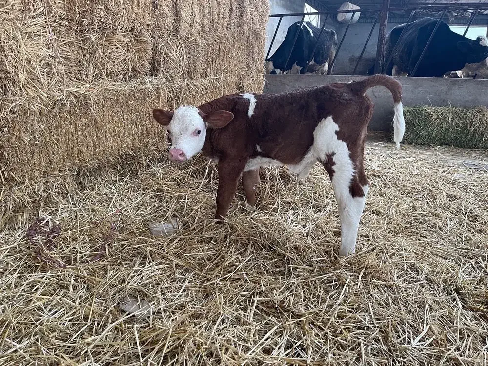 فروش گوساله پرواری|حیوانات مزرعه|شیروان (خراسان), |دیوار