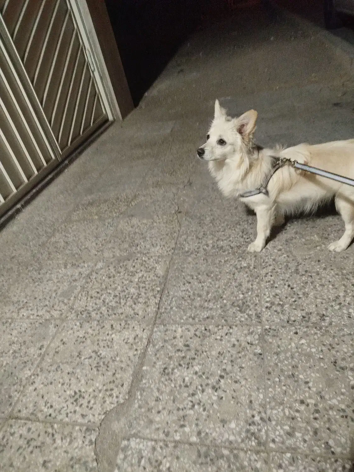 سگ پامر اشپیتز ماده ساکت|سگ|شاهینشهر, مخابرات (شهید بهشتی)|دیوار