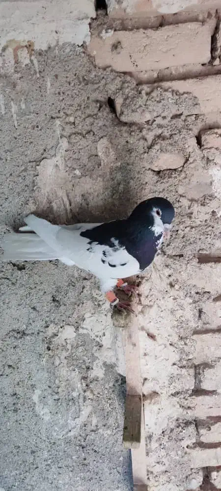 کبوتر|پرنده|شیراز, شیخ روزبهان|دیوار