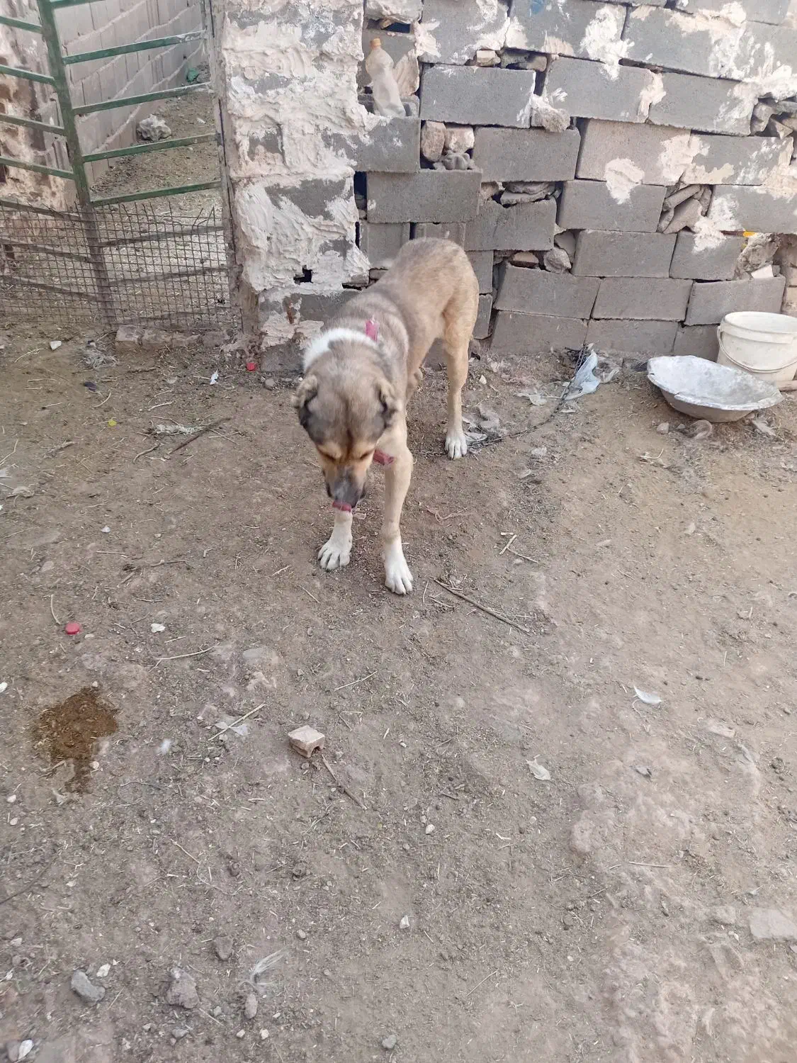 حیوان.|سگ|تربت جام, کاریز نو سفلی|دیوار