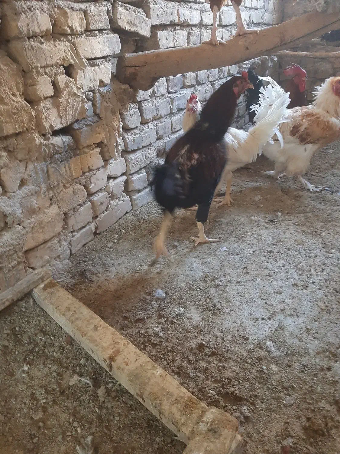 کود مرغ|لوازم جانبی حیوانات|مهریز, |دیوار