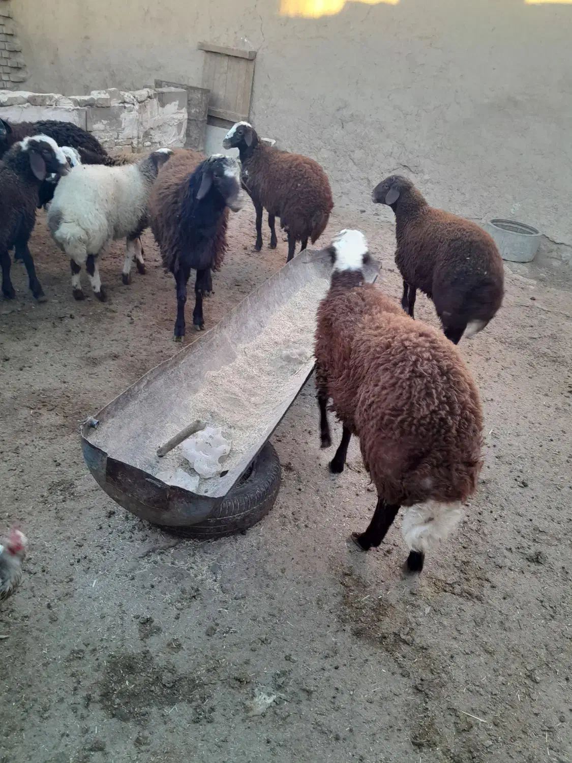 باسلام فروش بره، نروماده|حیوانات مزرعه|نیشابور, دهنو|دیوار