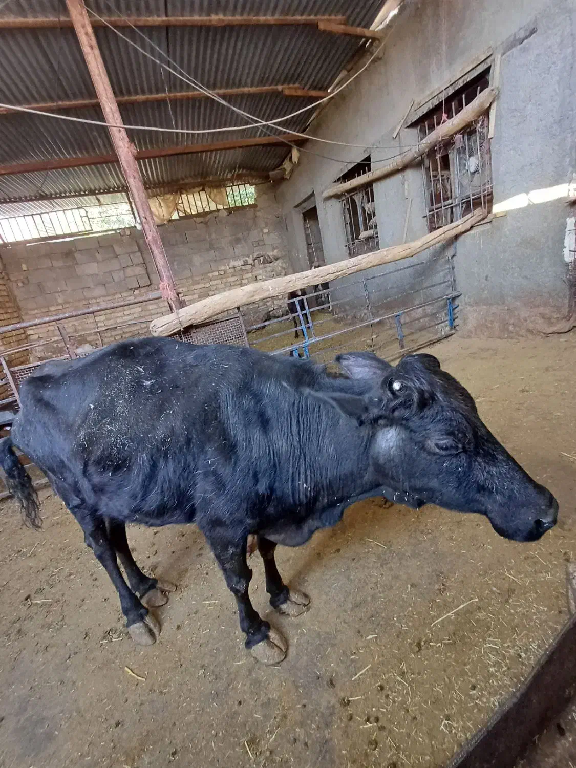 حیوانات مزرعه|حیوانات مزرعه|بیلوار, |دیوار