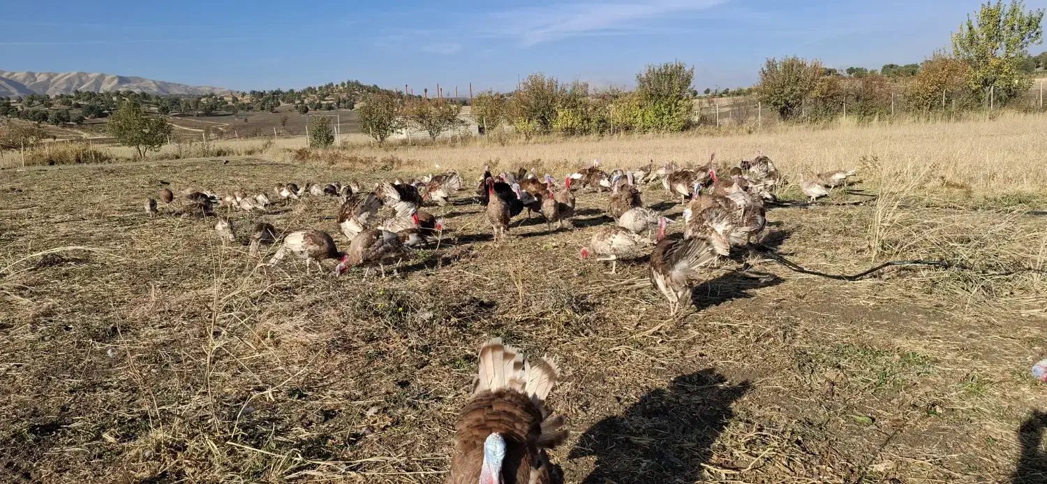 بوقلمون محلی|حیوانات مزرعه|بانه, |دیوار