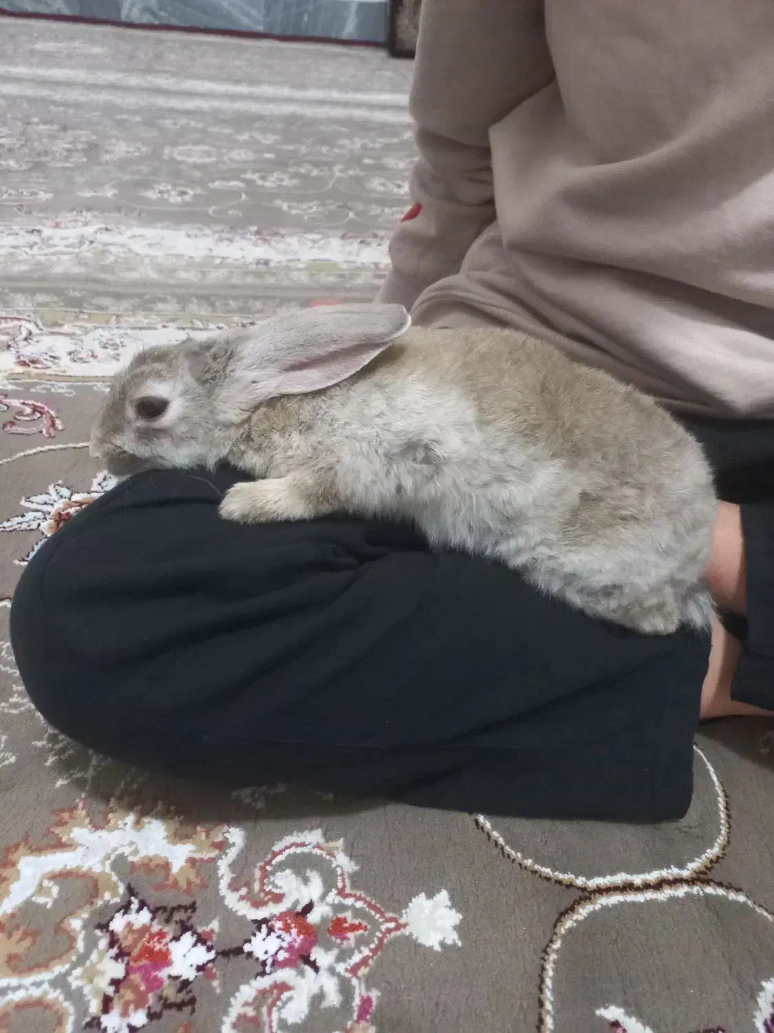 خرگوش رام و بازیگوش|موش و خرگوش|جوانرود, |دیوار