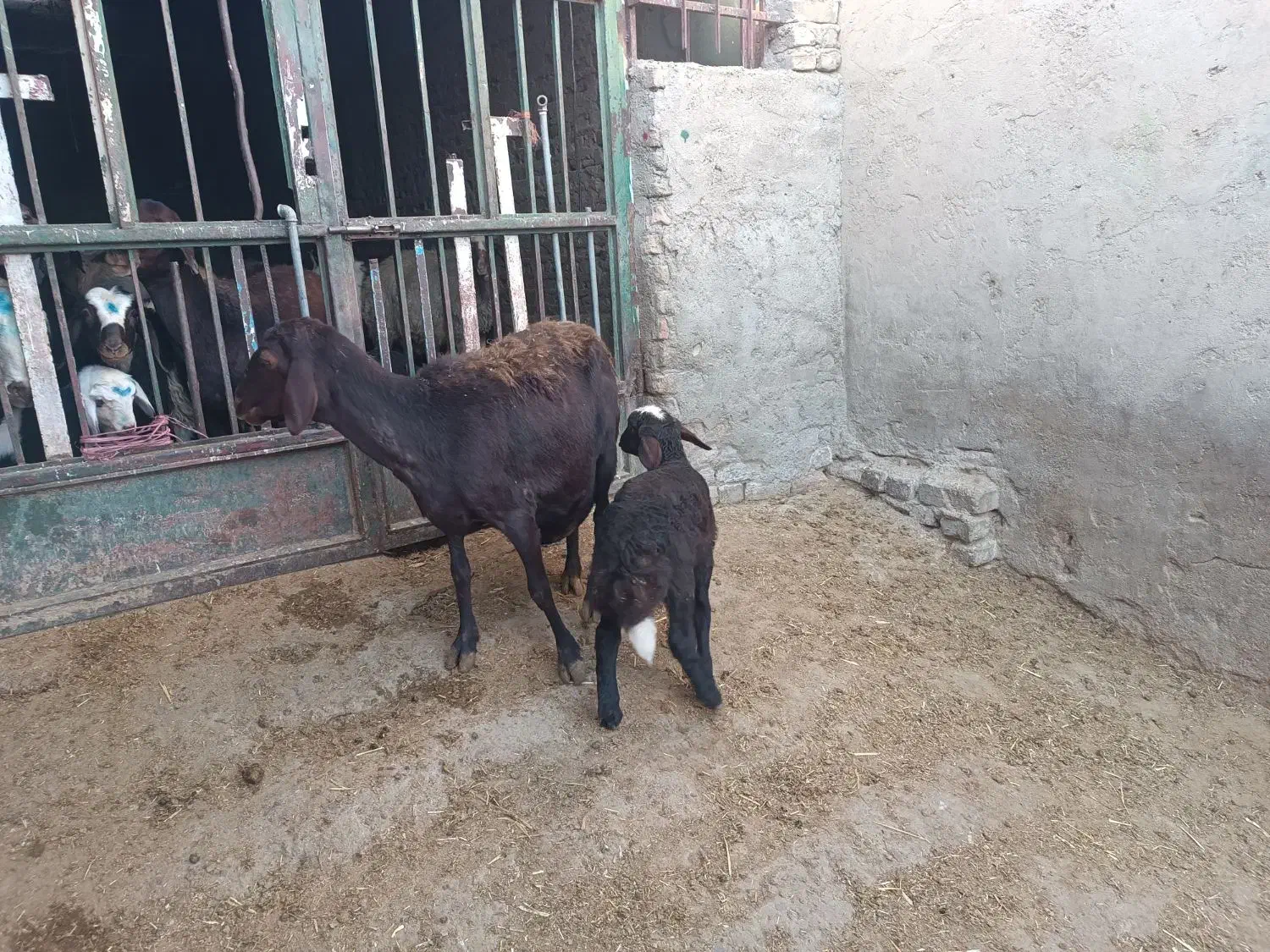 میش وبره|حیوانات مزرعه|بروجرد, |دیوار