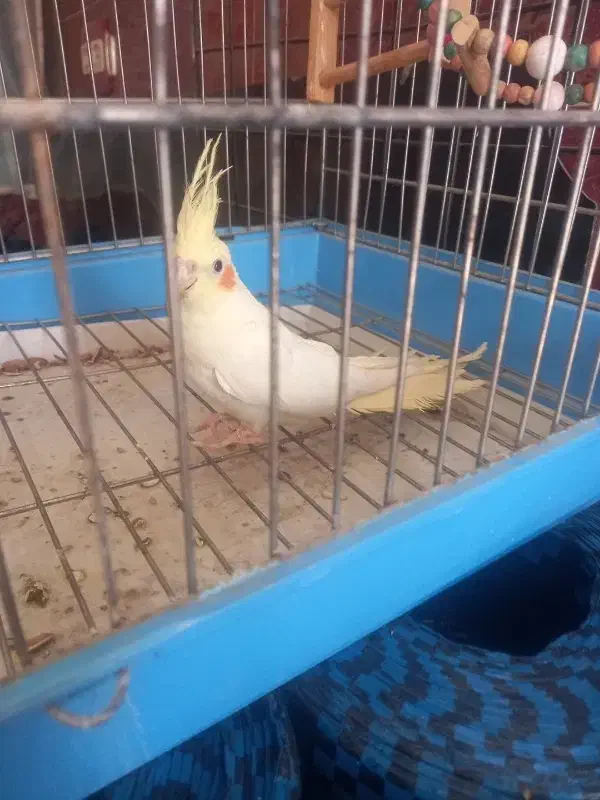 عروس نر جوان شش ماهه کشیده و زیبا|پرنده|فردیس, سرحدی|دیوار