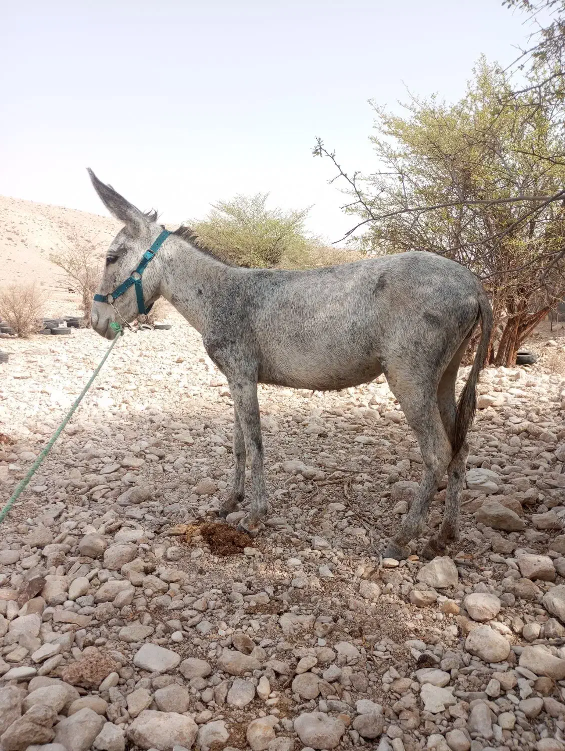 سه تا کره الاغ|حیوانات مزرعه|لامرد, |دیوار