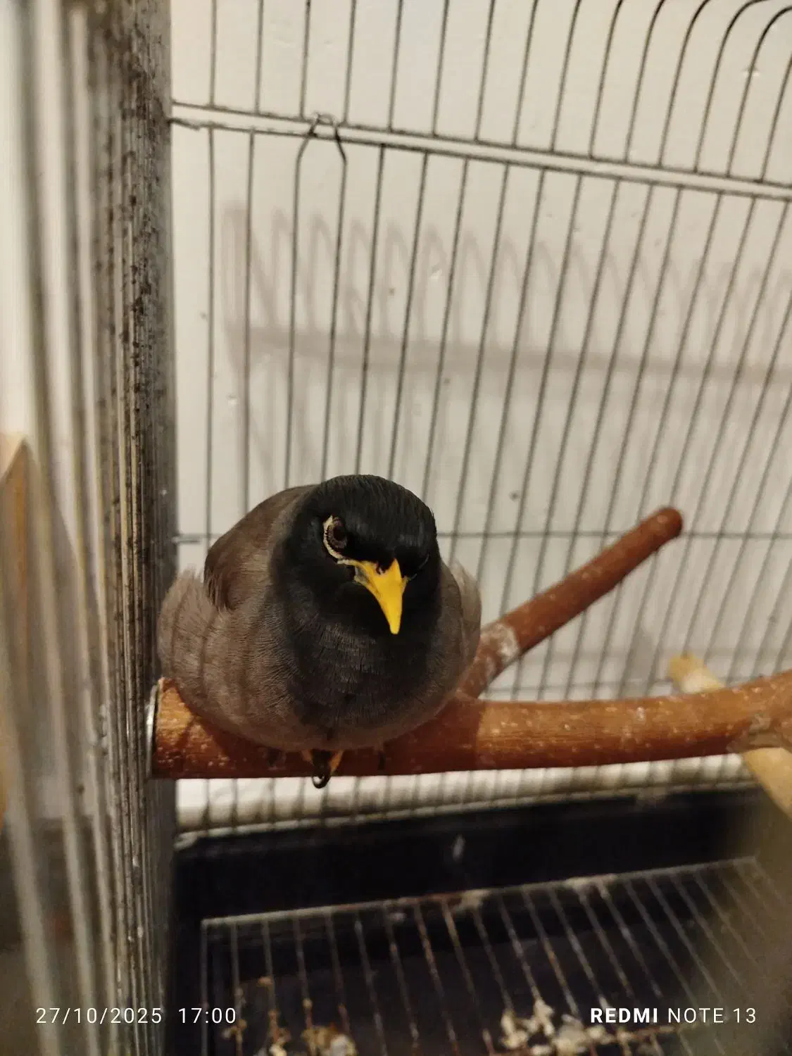 مرغ مینا نر ۸ماهه|پرنده|رشت, آب آسیاب|دیوار