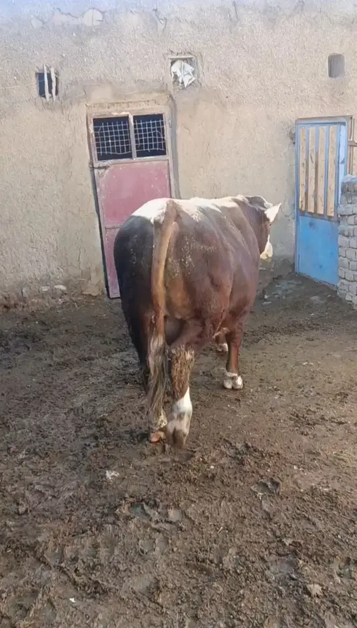 گوساله سمینتال|حیوانات مزرعه|آوج, |دیوار