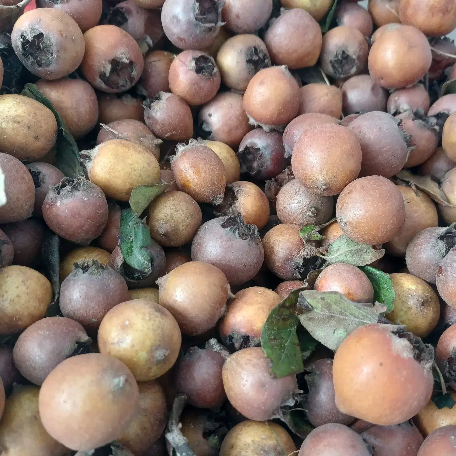 فروش ازگل جنگلی|خوردنی و آشامیدنی|شیرگاه, |دیوار