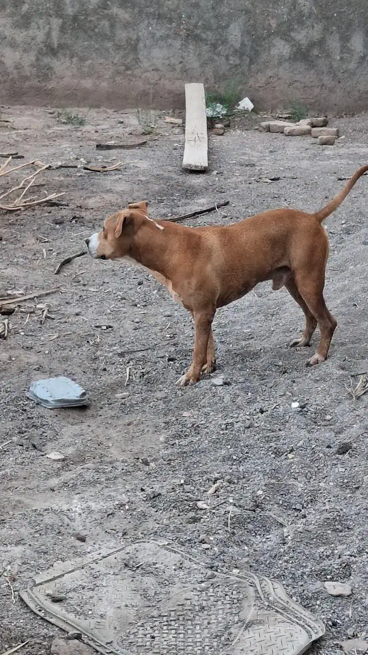 پیت بول|سگ|بم, |دیوار