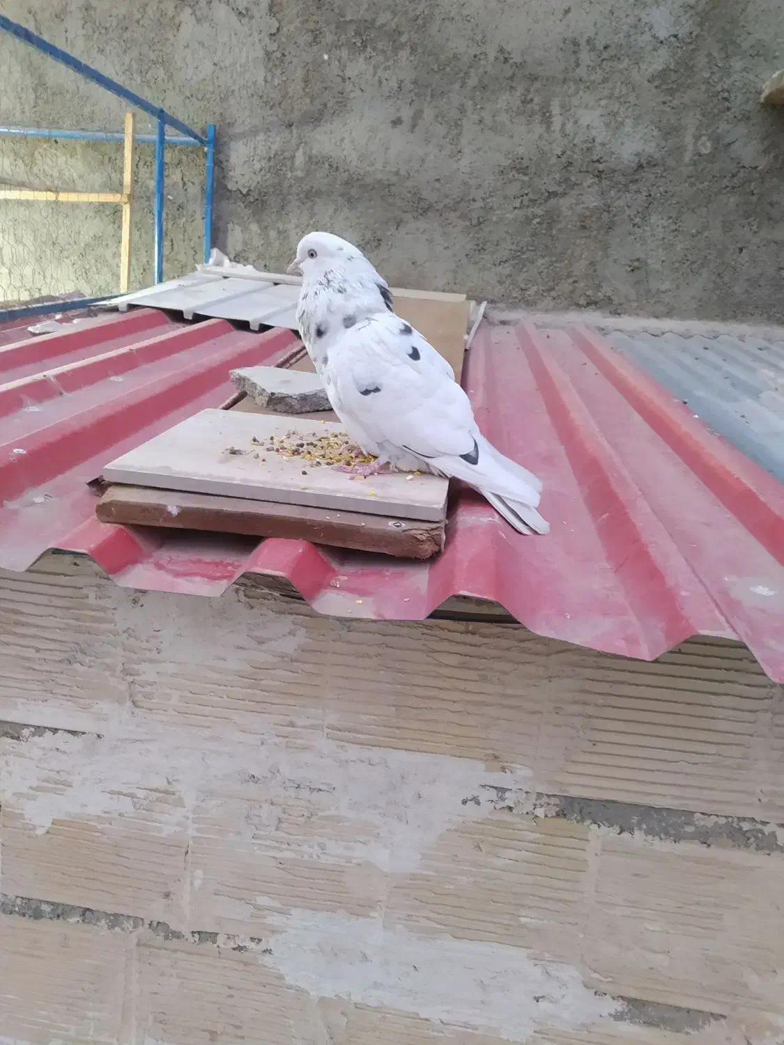 کفتر غریب|پرنده|هشتگرد, هشتگرد قدیم|دیوار