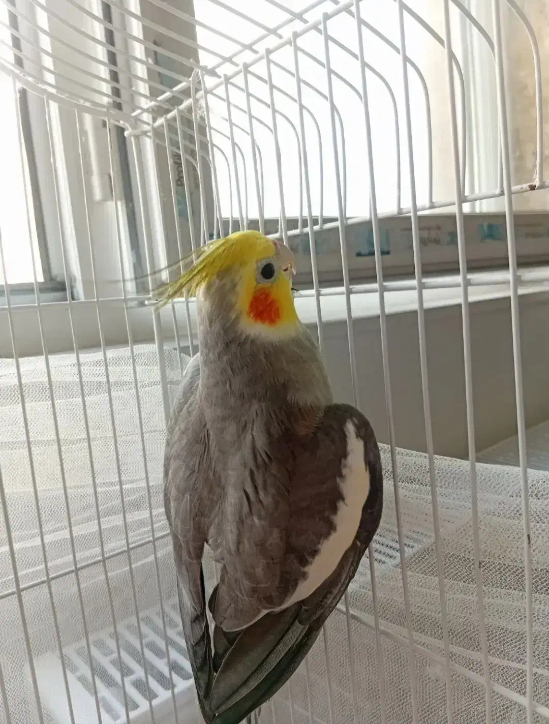 عروس هلندی سخنگو|پرنده|اردبیل, |دیوار