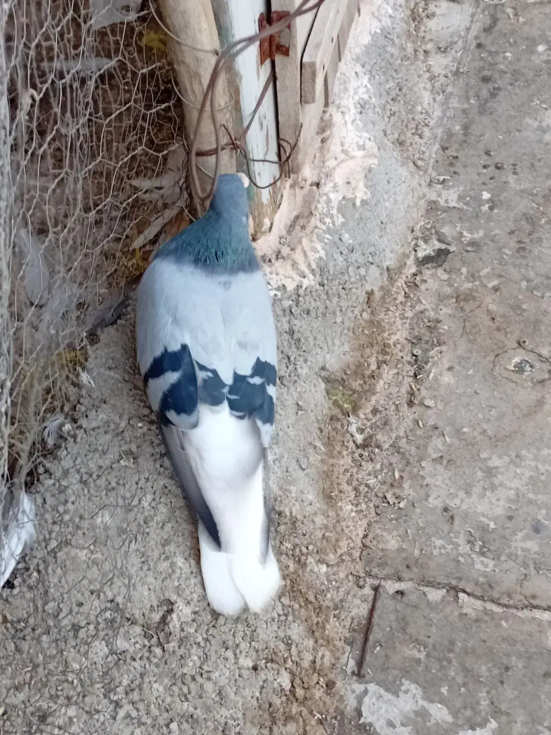 دم سفید|پرنده|هشترود, |دیوار