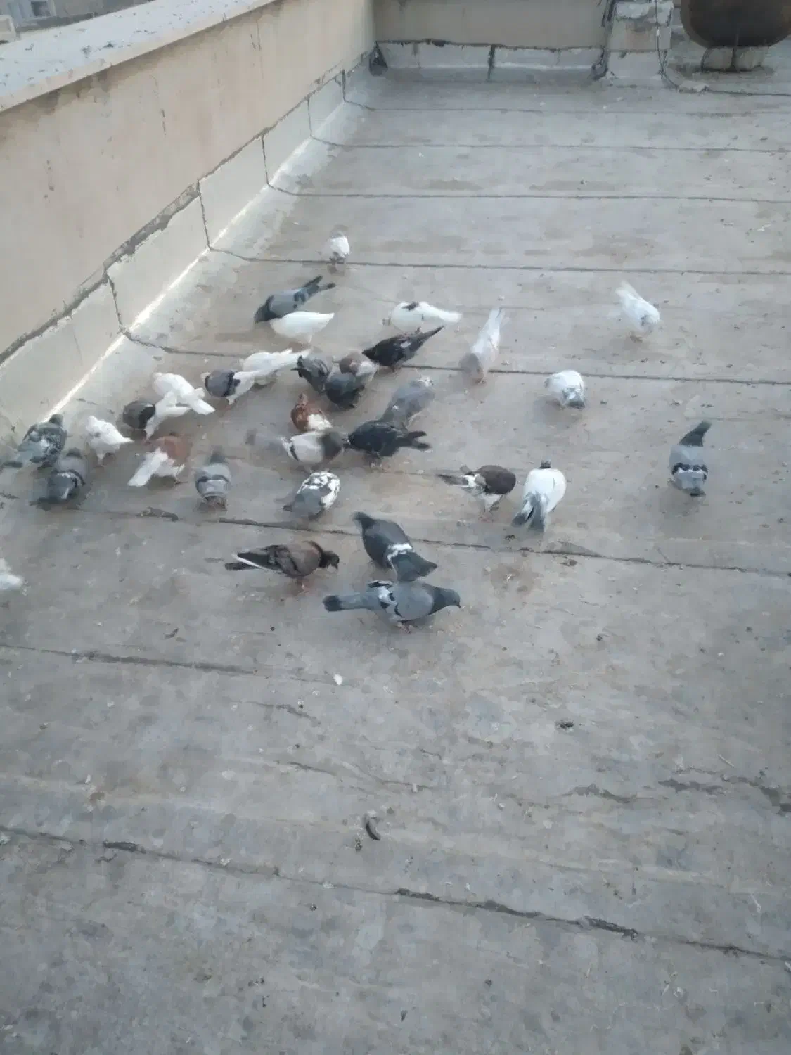 فروش کبوتر|پرنده|گرمسار, |دیوار