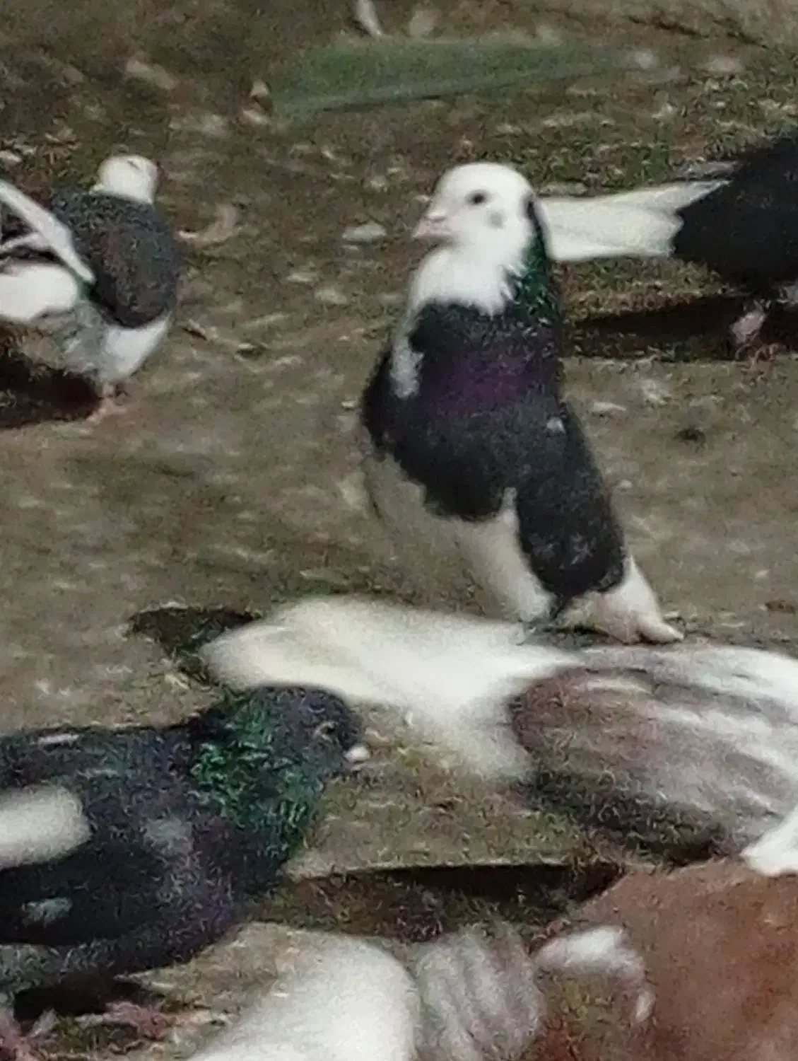 کبوتران ناب|پرنده|مشگین شهر, |دیوار