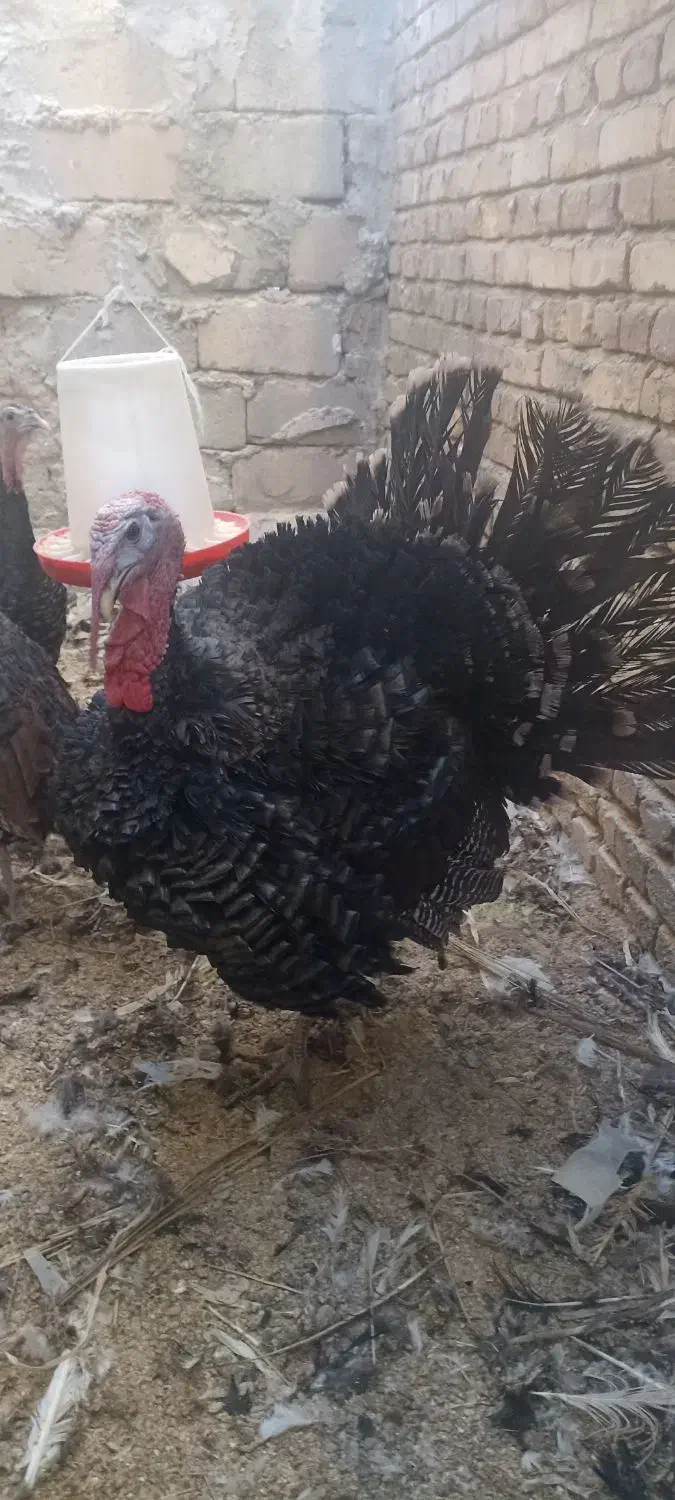 بوقلمون محلی نزدیک به تخم4تاهستند|حیوانات مزرعه|سراوان, |دیوار