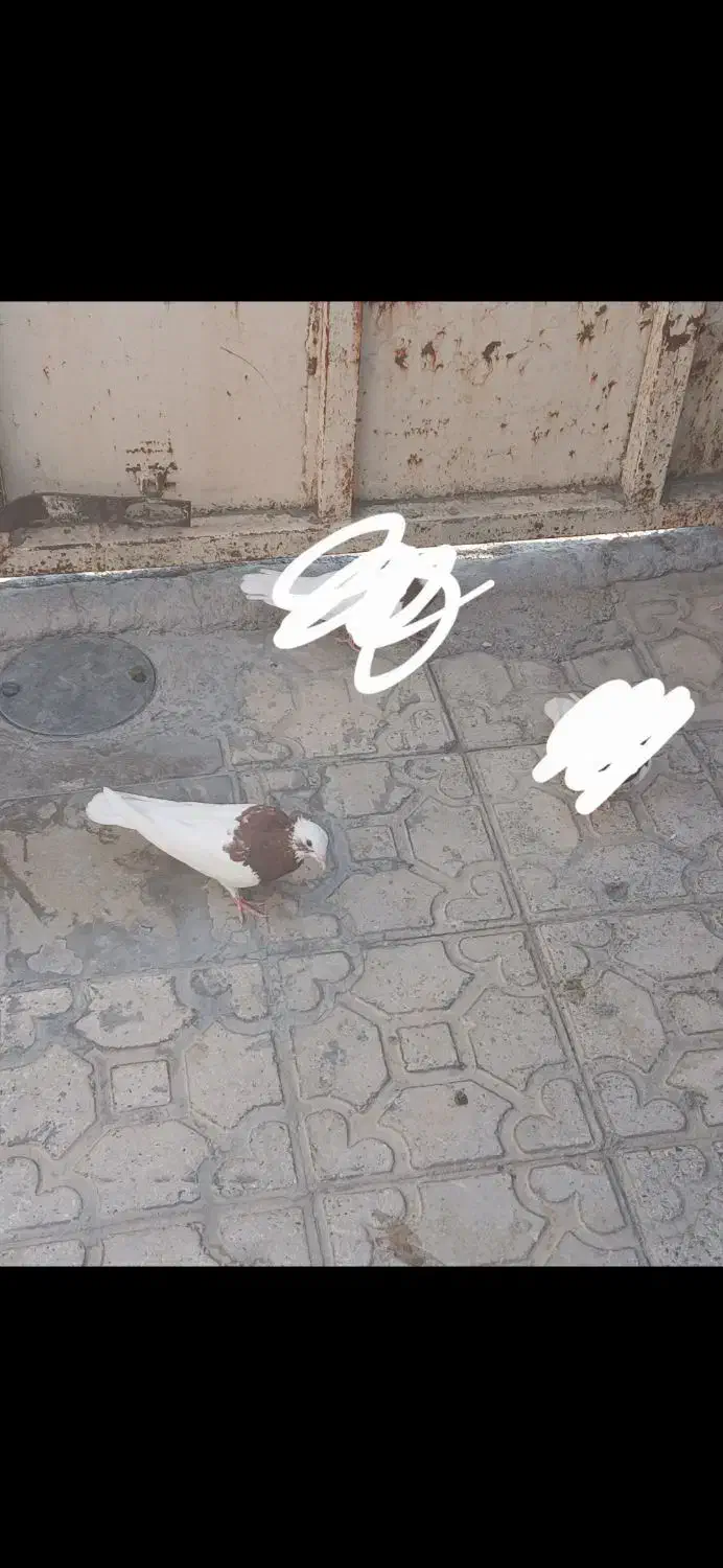 طوقی نر و جوجه پلاکی|پرنده|نورآباد ممسنی, |دیوار