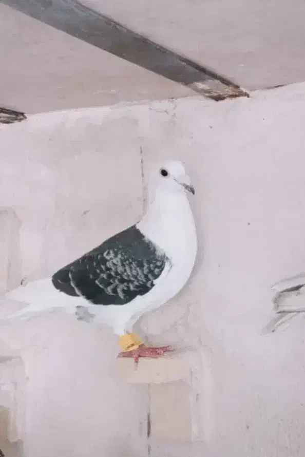 پشتی باختی|پرنده|شیراز, کوشک میدان|دیوار