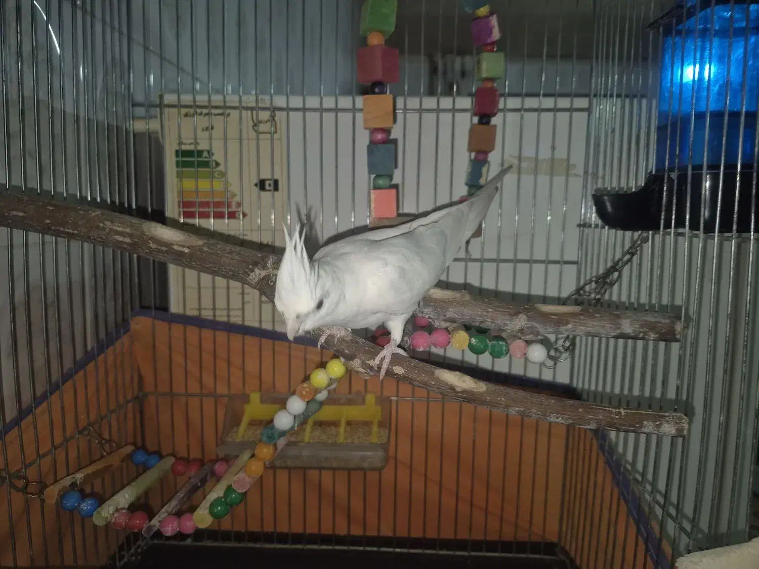 عروس هلندی آلبینو|پرنده|درگزین, |دیوار