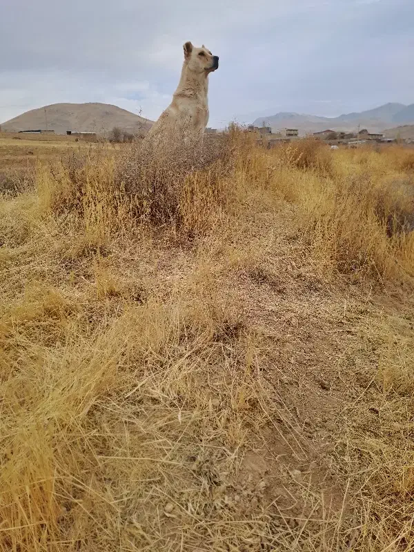 سگ سرابی گله‌ای و نگهبان عالی سن دو سال|سگ|زنجان, |دیوار