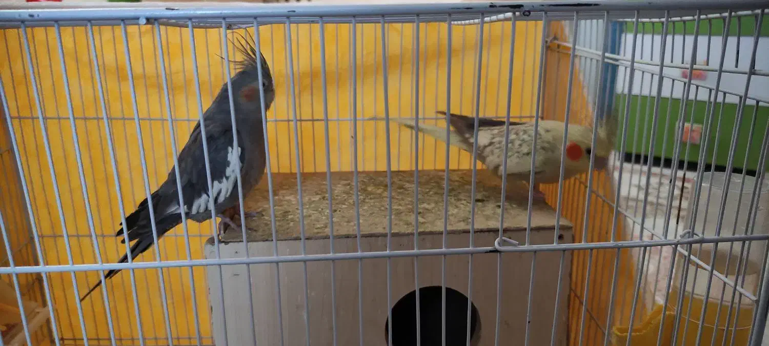 فروش عروس هلندی|پرنده|اسفراین, |دیوار