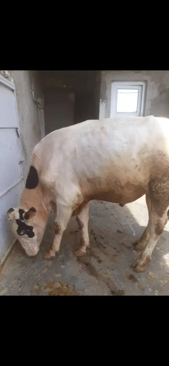 گاو گوساله گوشتی. قصابی|حیوانات مزرعه|کامیاران, |دیوار