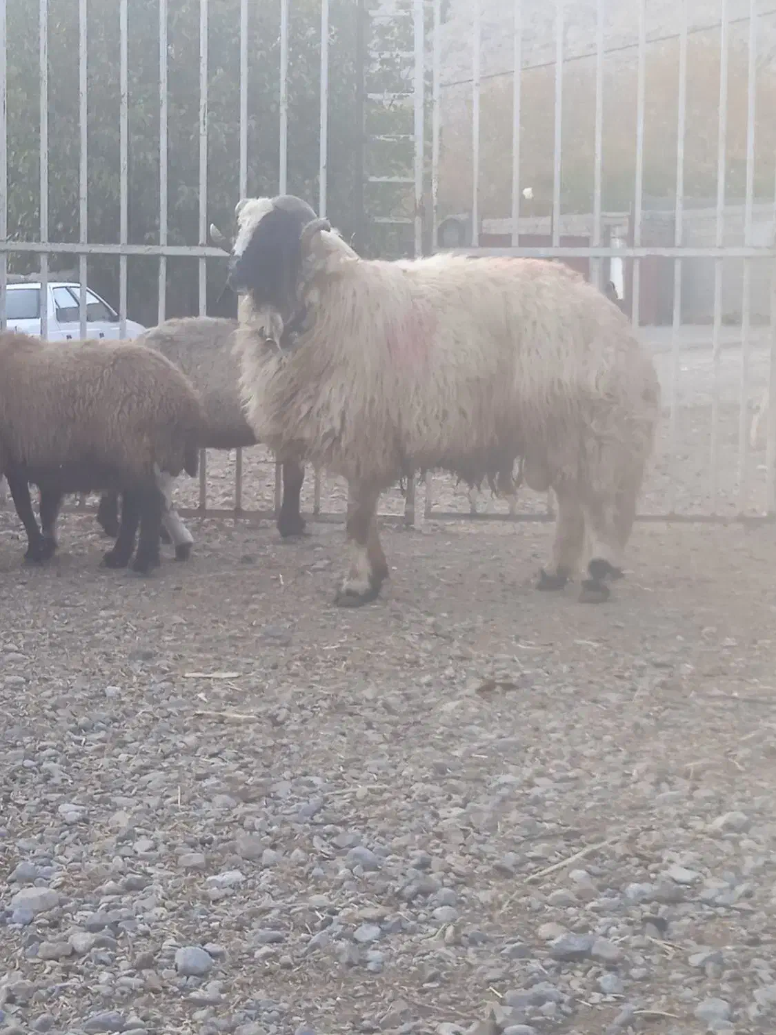 با سلام قورچ کردی|حیوانات مزرعه|خرم‌آباد, |دیوار