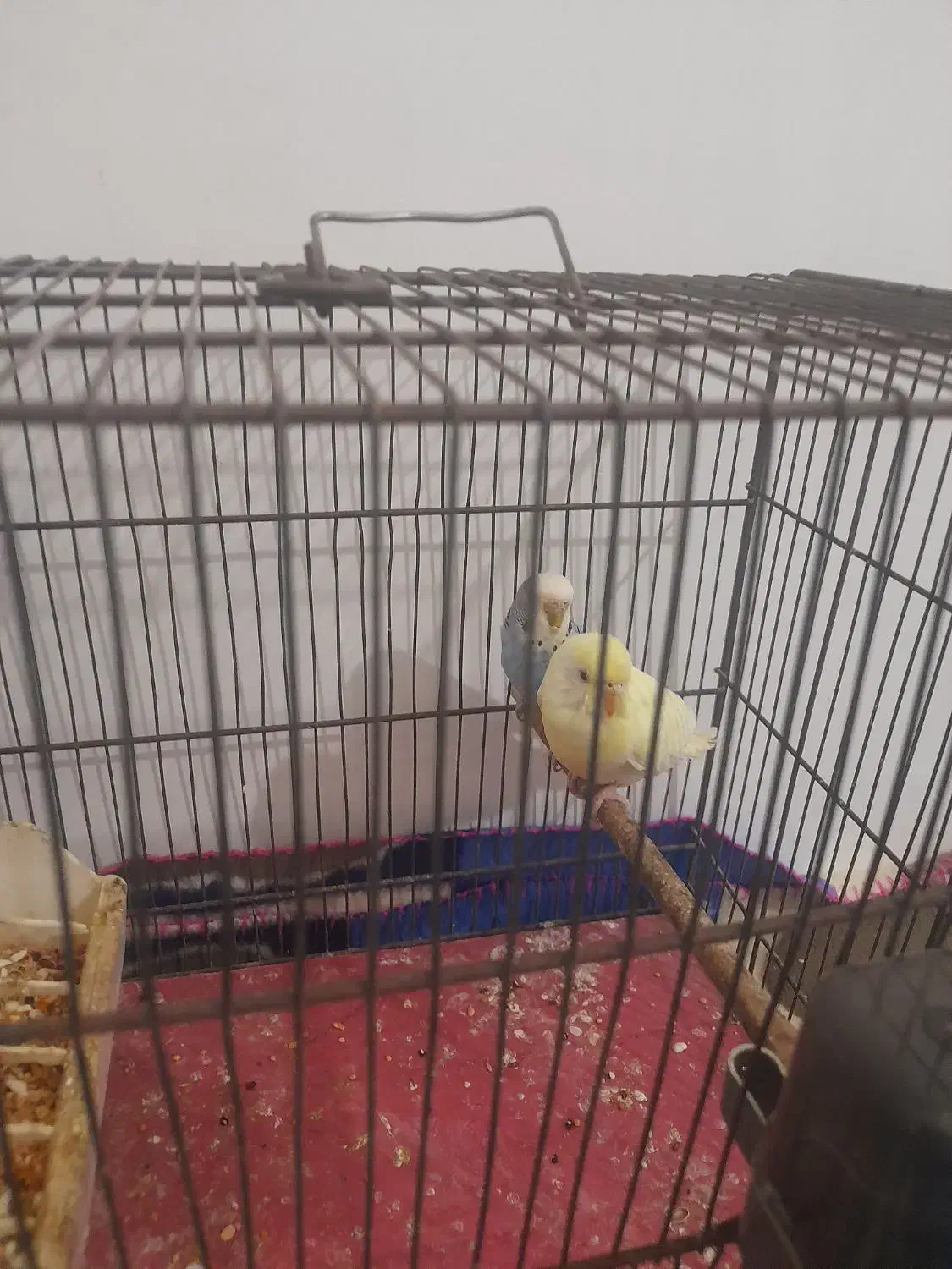 مرغ عشق|پرنده|تبریز, |دیوار