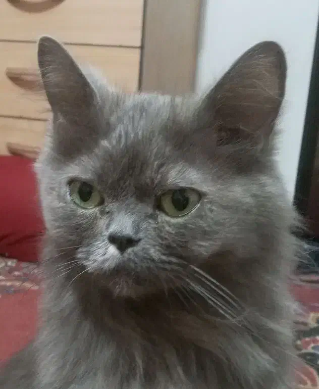 گربه گم شده|گربه|محمدیه-قزوین, |دیوار