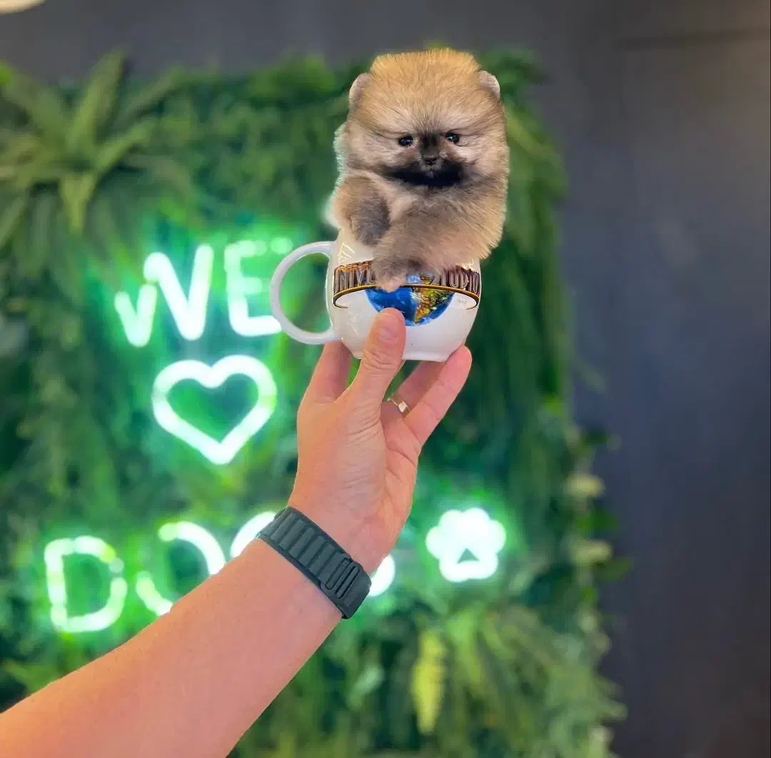 توله سگ پامر . پامرانین فنجونی ۲ ماه|سگ|تهران, شهرک غرب|دیوار