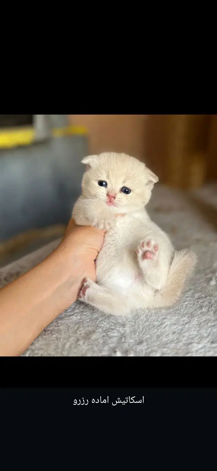 توله گربه بریتیش|گربه|شیراز, دکتر حسابی|دیوار