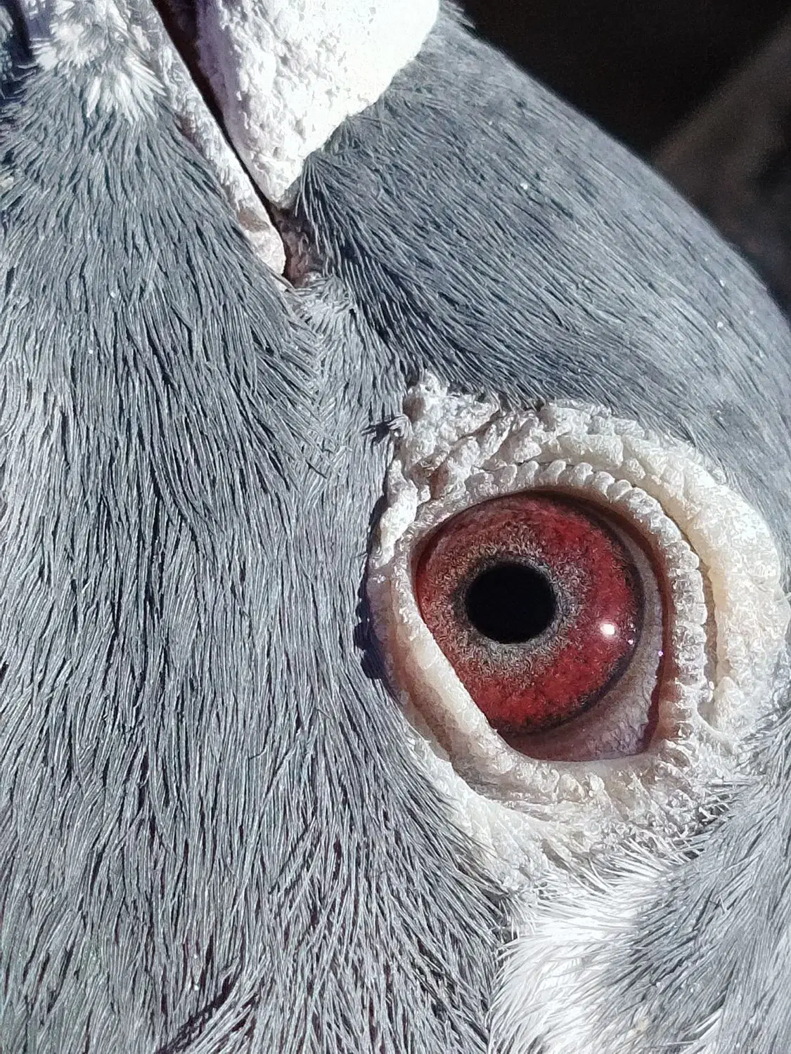 پلاکی نر ماده|پرنده|الیگودرز, |دیوار