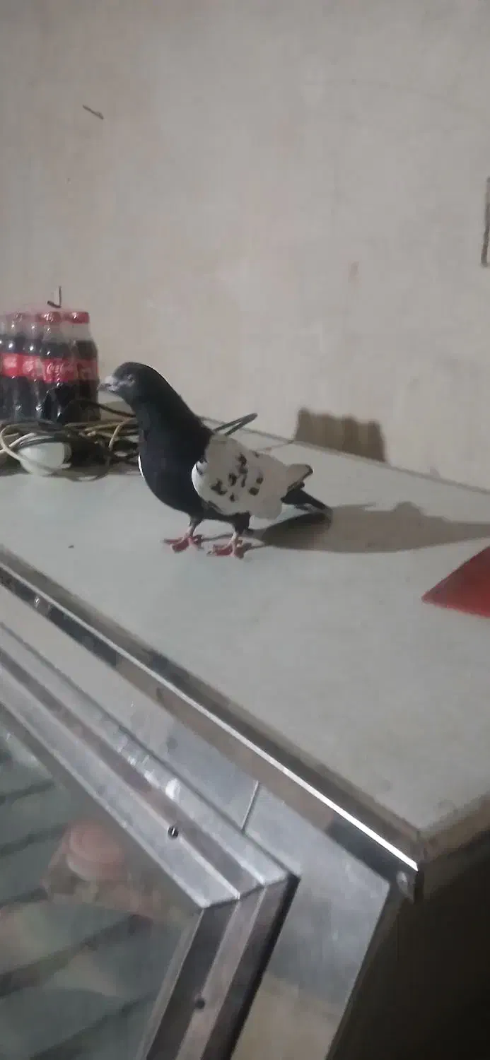 جا ندارم|حیوانات|میاندوآب, |دیوار