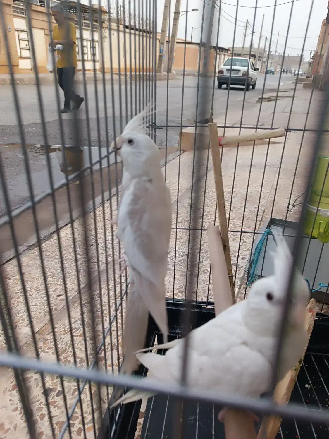 عروس هلندی|پرنده|اهواز, فاز ۵ پاداد|دیوار