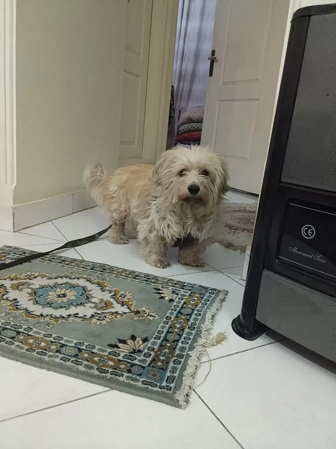 حیوان خانگی|سگ|تهران, هفده شهریور|دیوار