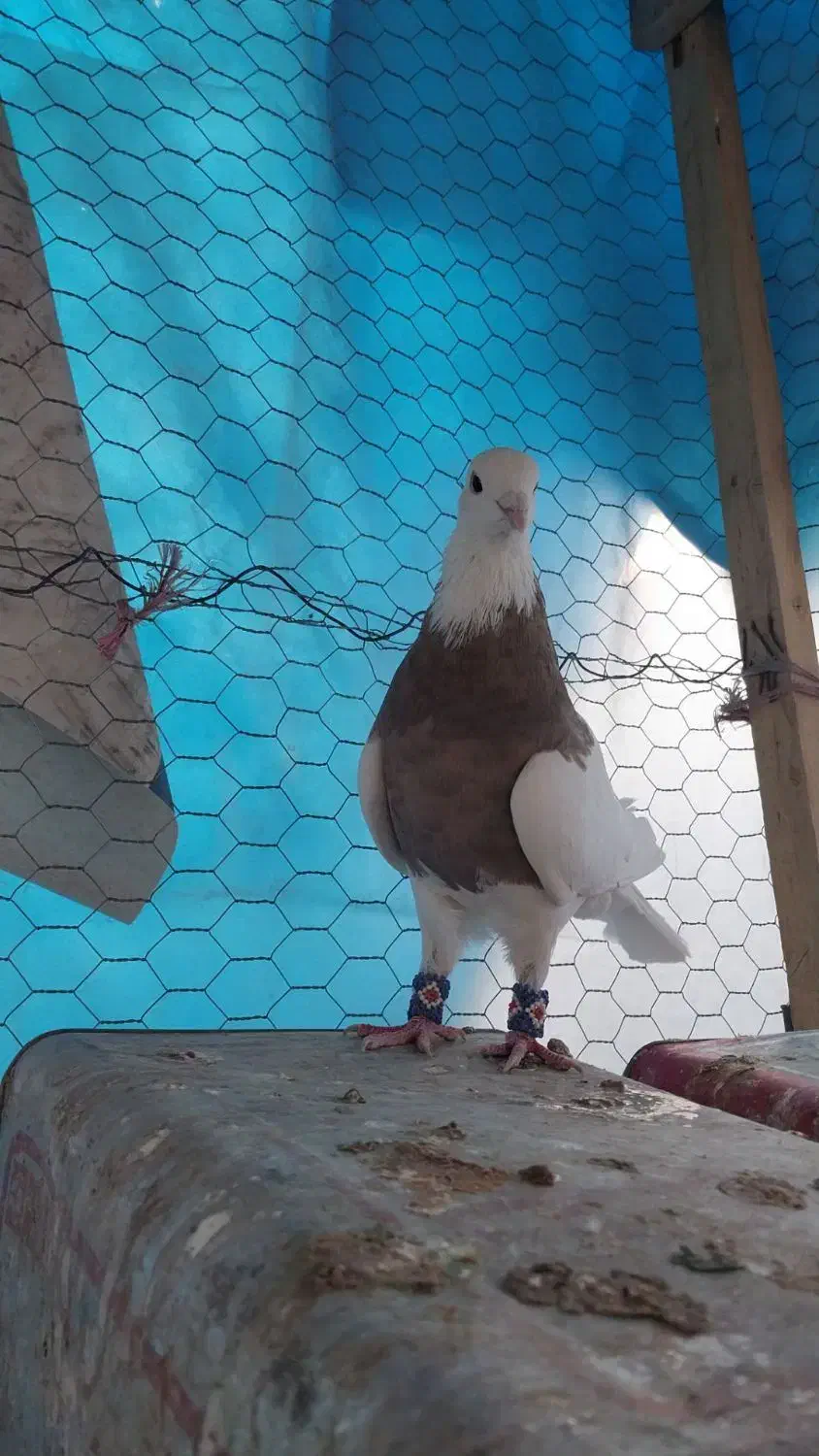 کبوتر.کفتر. طوقی|پرنده|رودشت (اصفهان), |دیوار