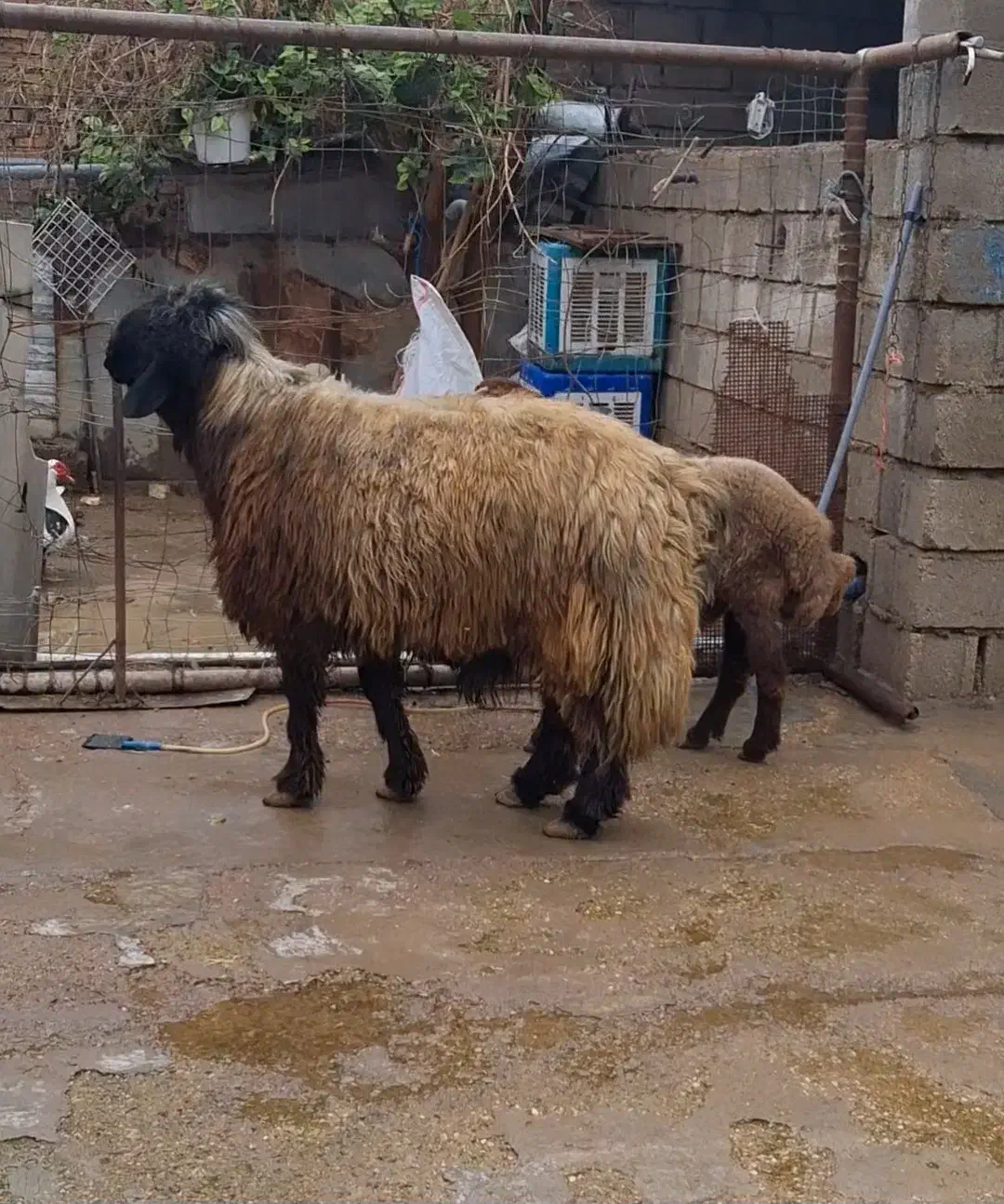 قورچ|حیوانات مزرعه|دزفول, |دیوار