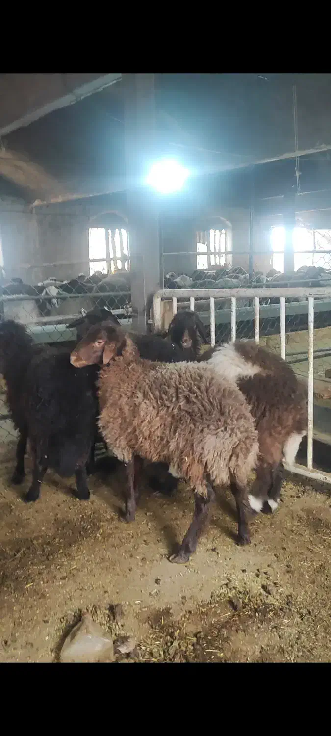 بره ماده همو و هترو|حیوانات مزرعه|دلیجان, |دیوار