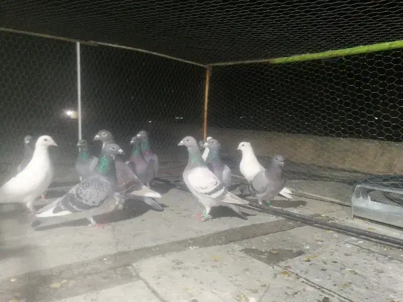 کفتر پلاکی پرشی|پرنده|شیراز, کرونی(خاتونک)|دیوار