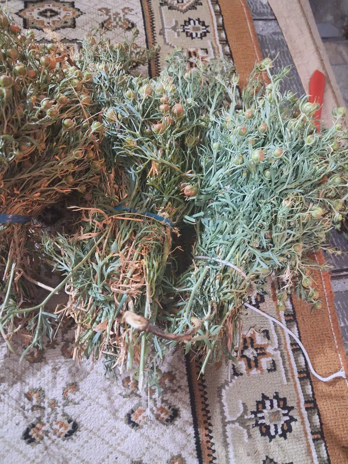 اسفند|گل و گیاه طبیعی|زنجان, |دیوار