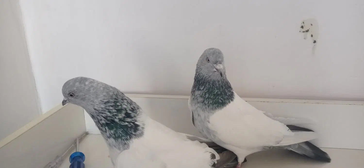 سپه|پرنده|اردبیل, |دیوار