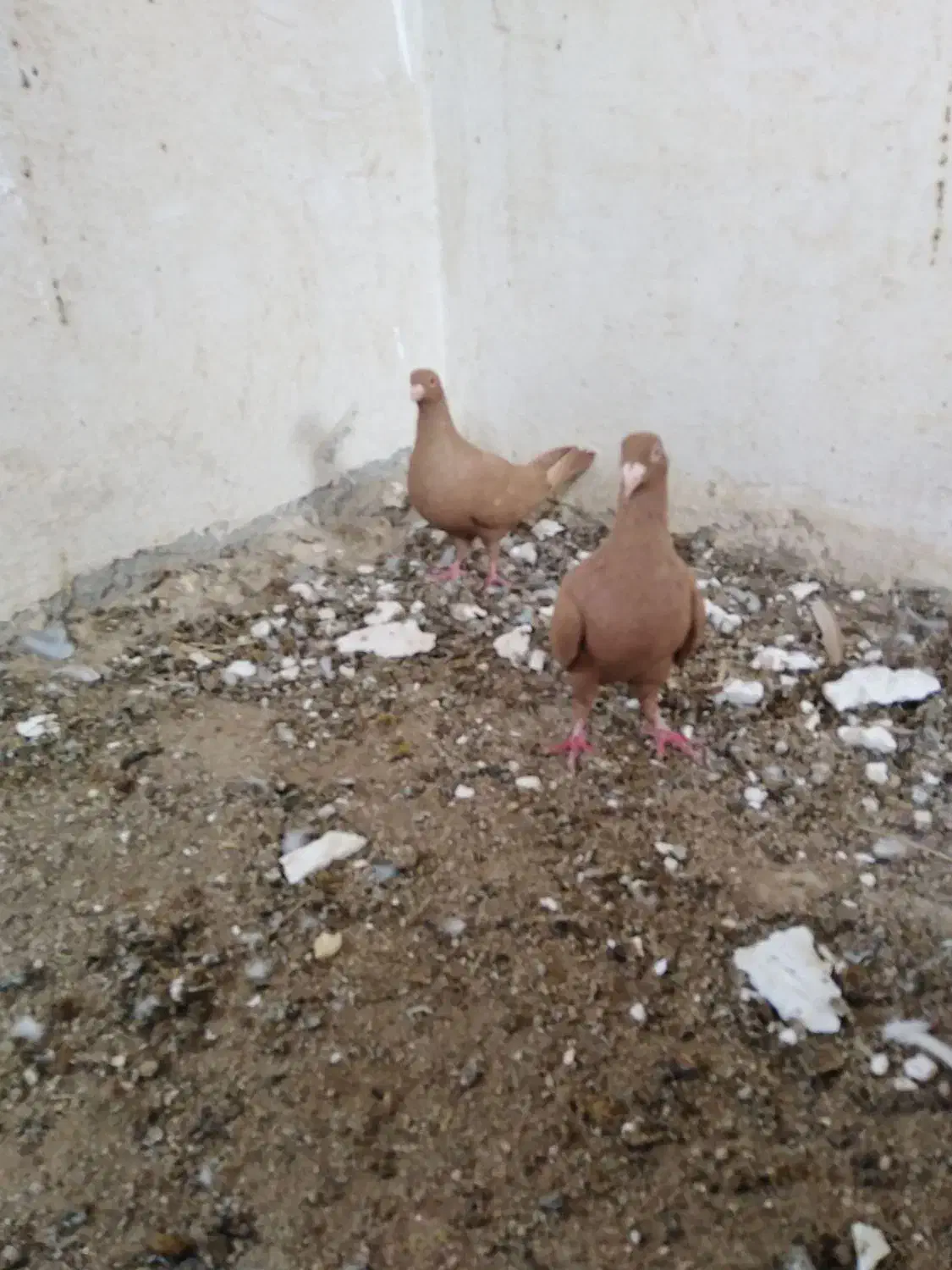 زرد|پرنده|برازجان, |دیوار