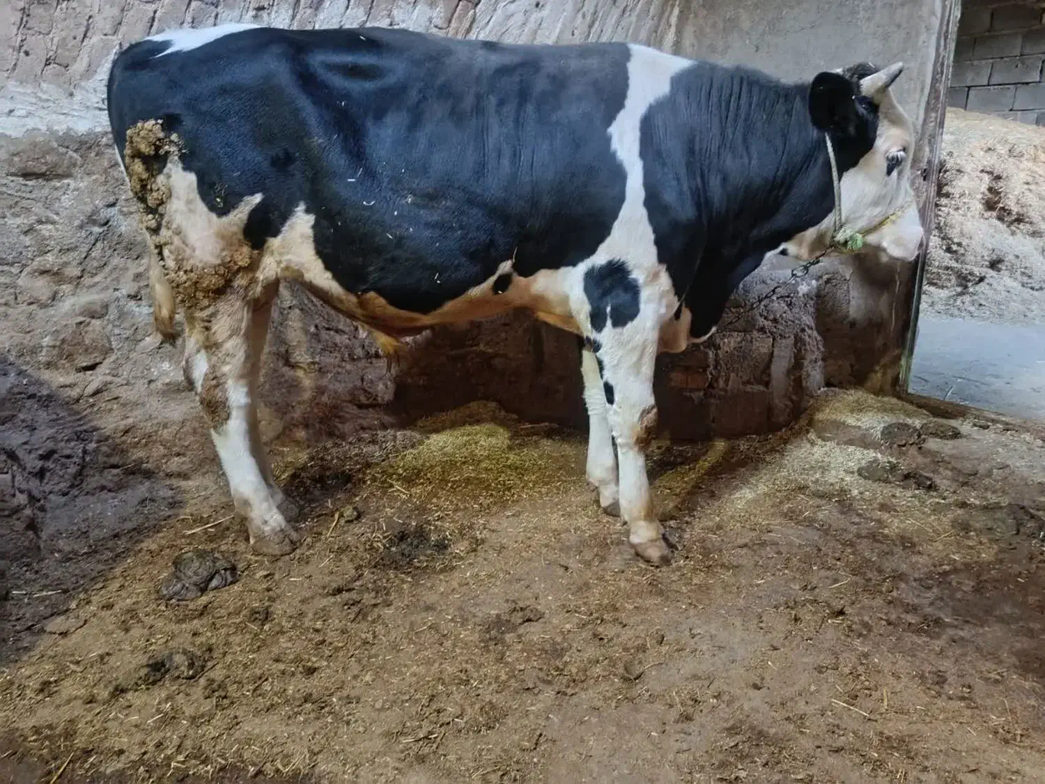 گوساله|حیوانات مزرعه|بروجرد, |دیوار