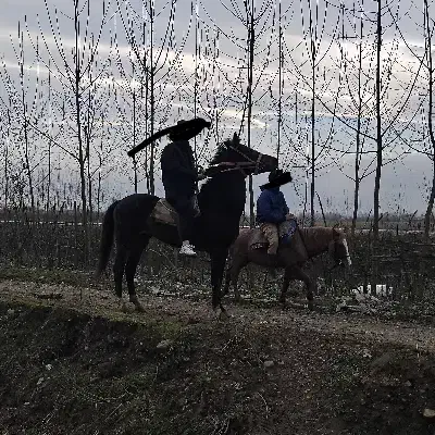 نریون دوخون 6سال|اسب و تجهیزات اسب‌سواری|تولم شهر, |دیوار