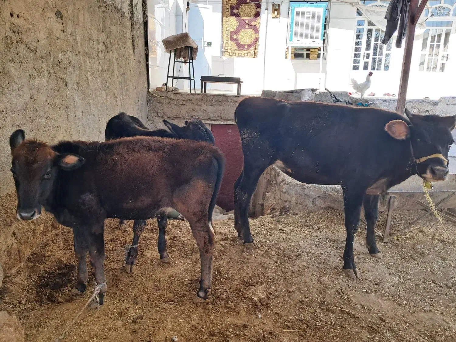 فروشی|حیوانات مزرعه|کوهدشت, |دیوار