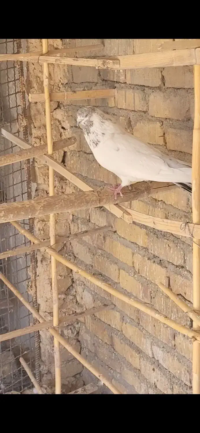 کفتر پرشی|پرنده|اردکان, |دیوار