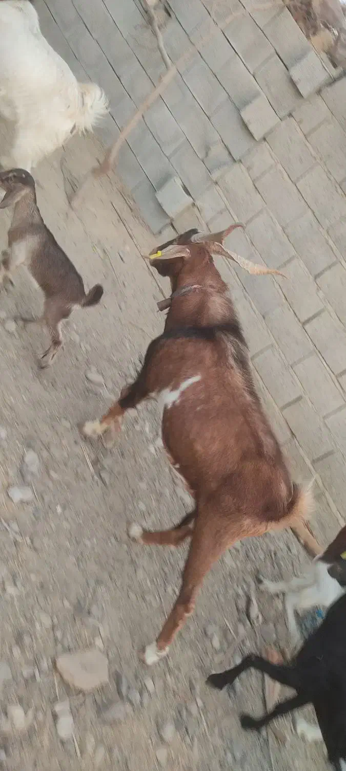 نری|حیوانات مزرعه|فاریاب, |دیوار