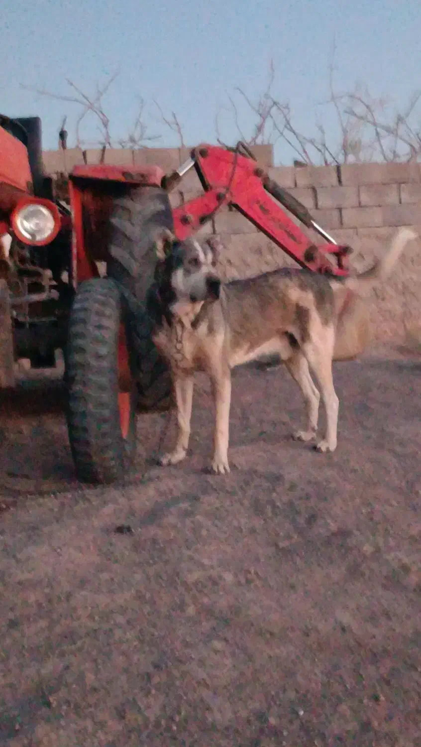 گمشده ۱۰میلیون مژدگانی|حیوانات|سیرجان, |دیوار